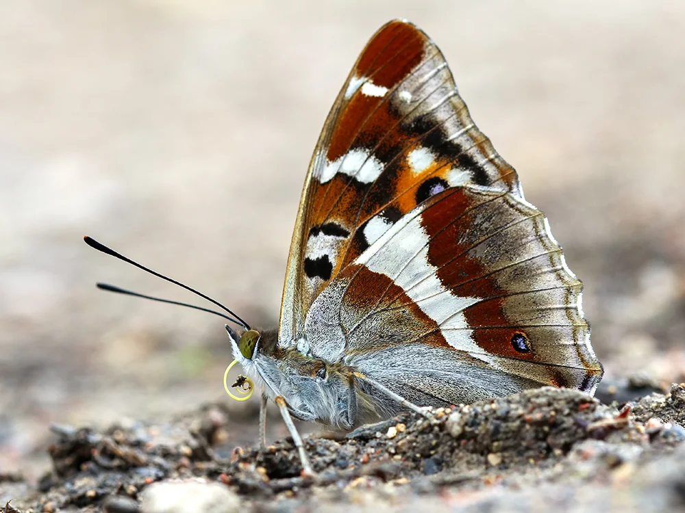 Häiveperhonen