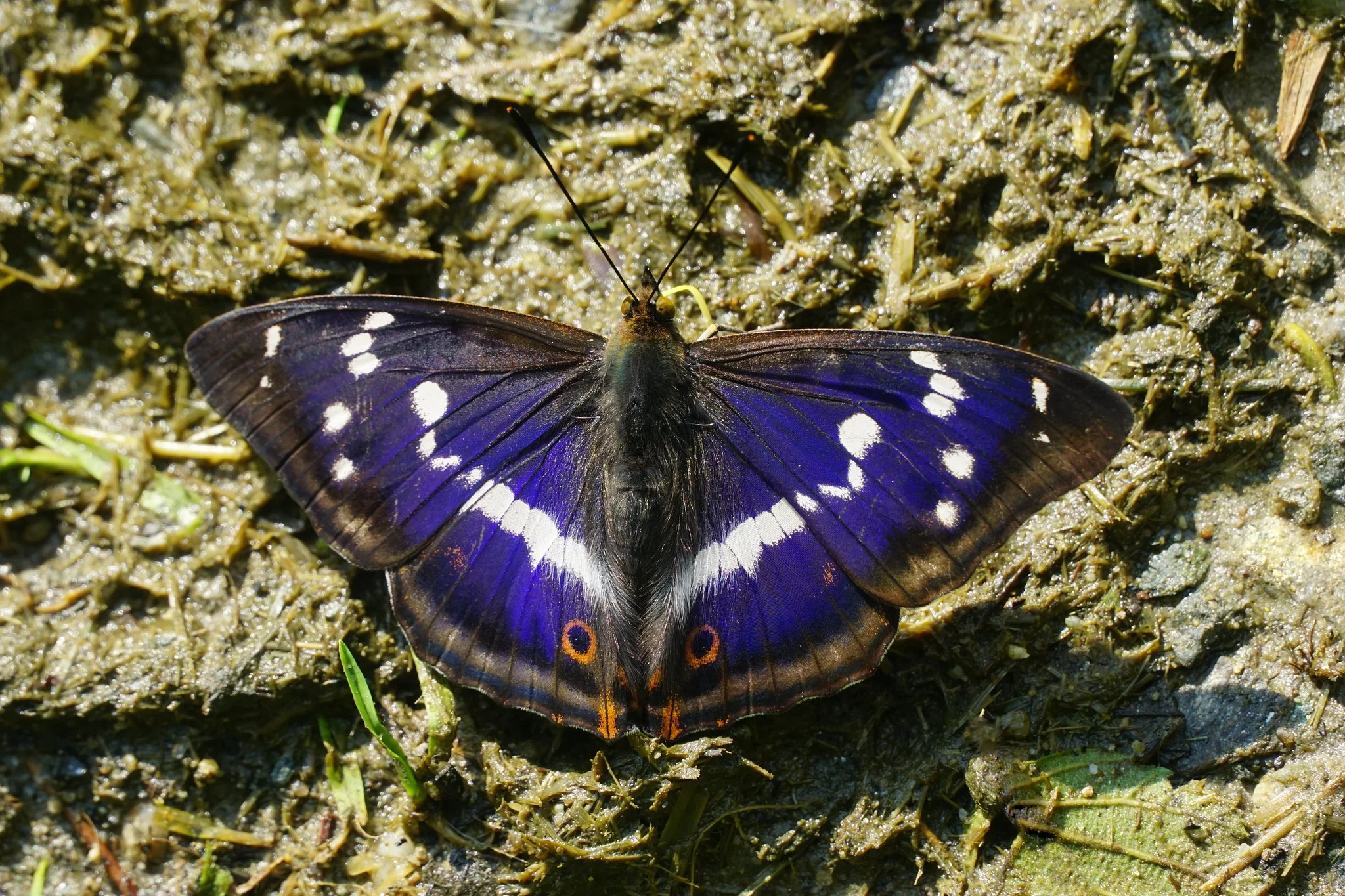 Häiveperhonen