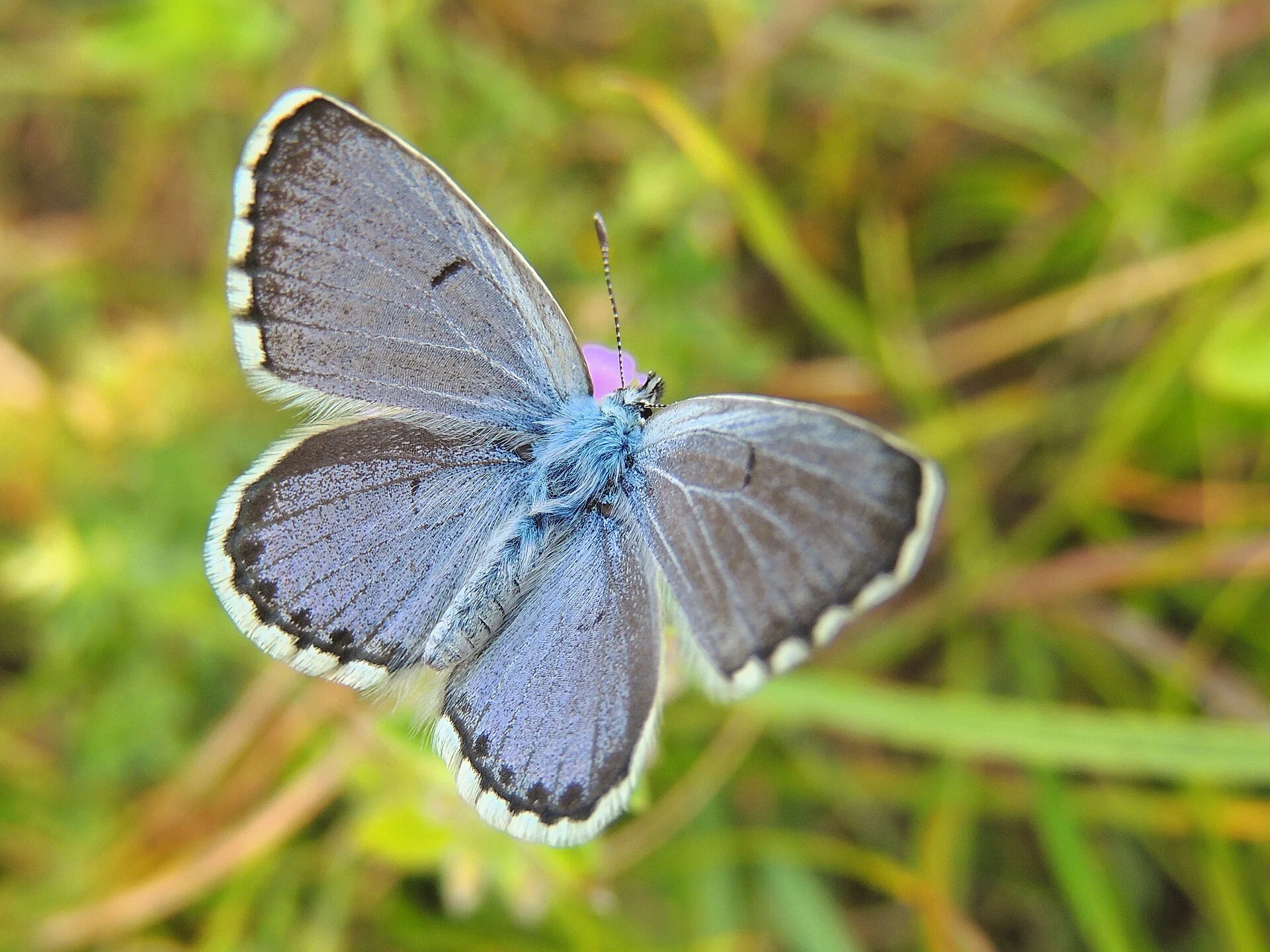 Harjusinisiipi