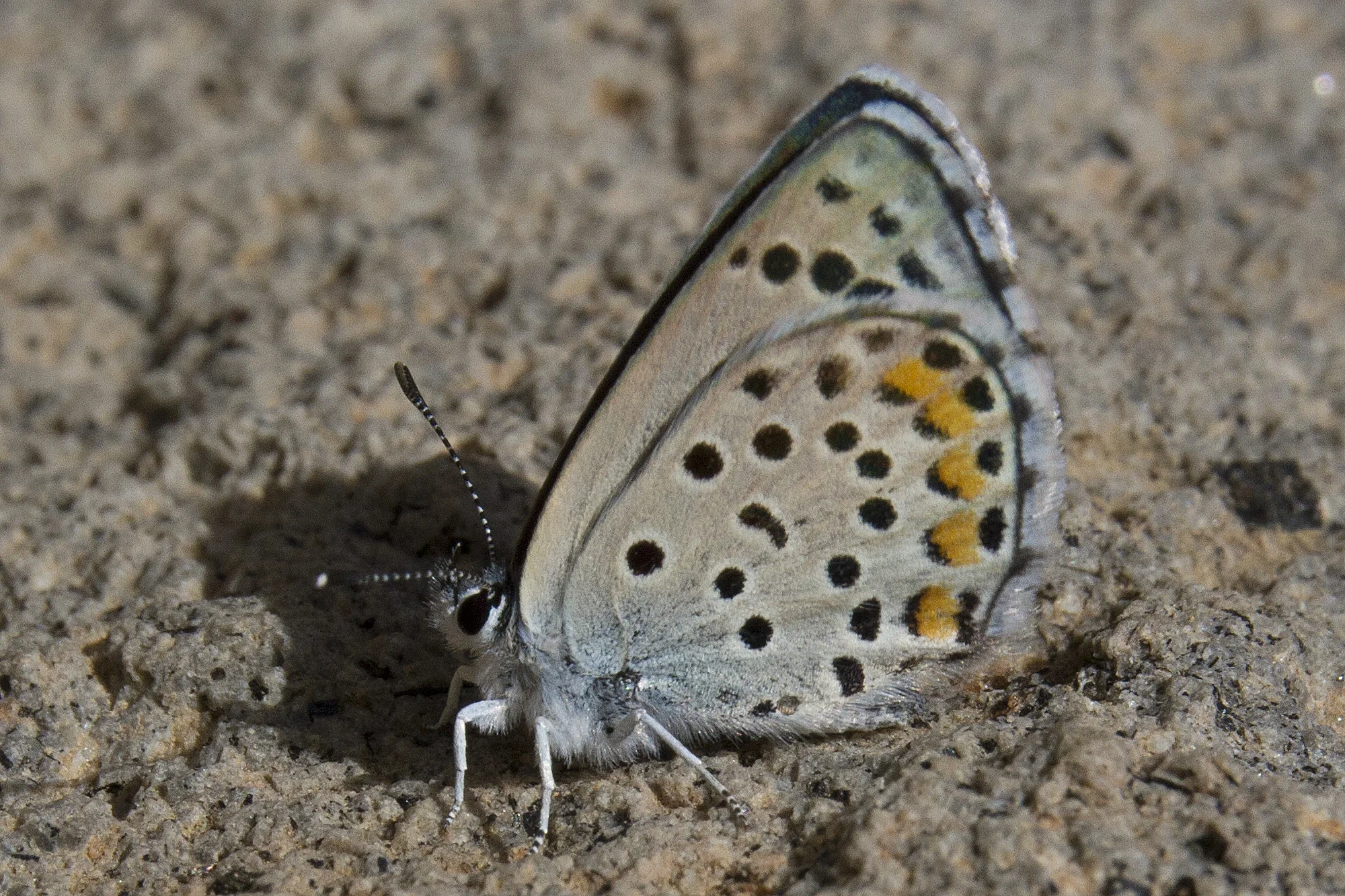 Harjusinisiipi