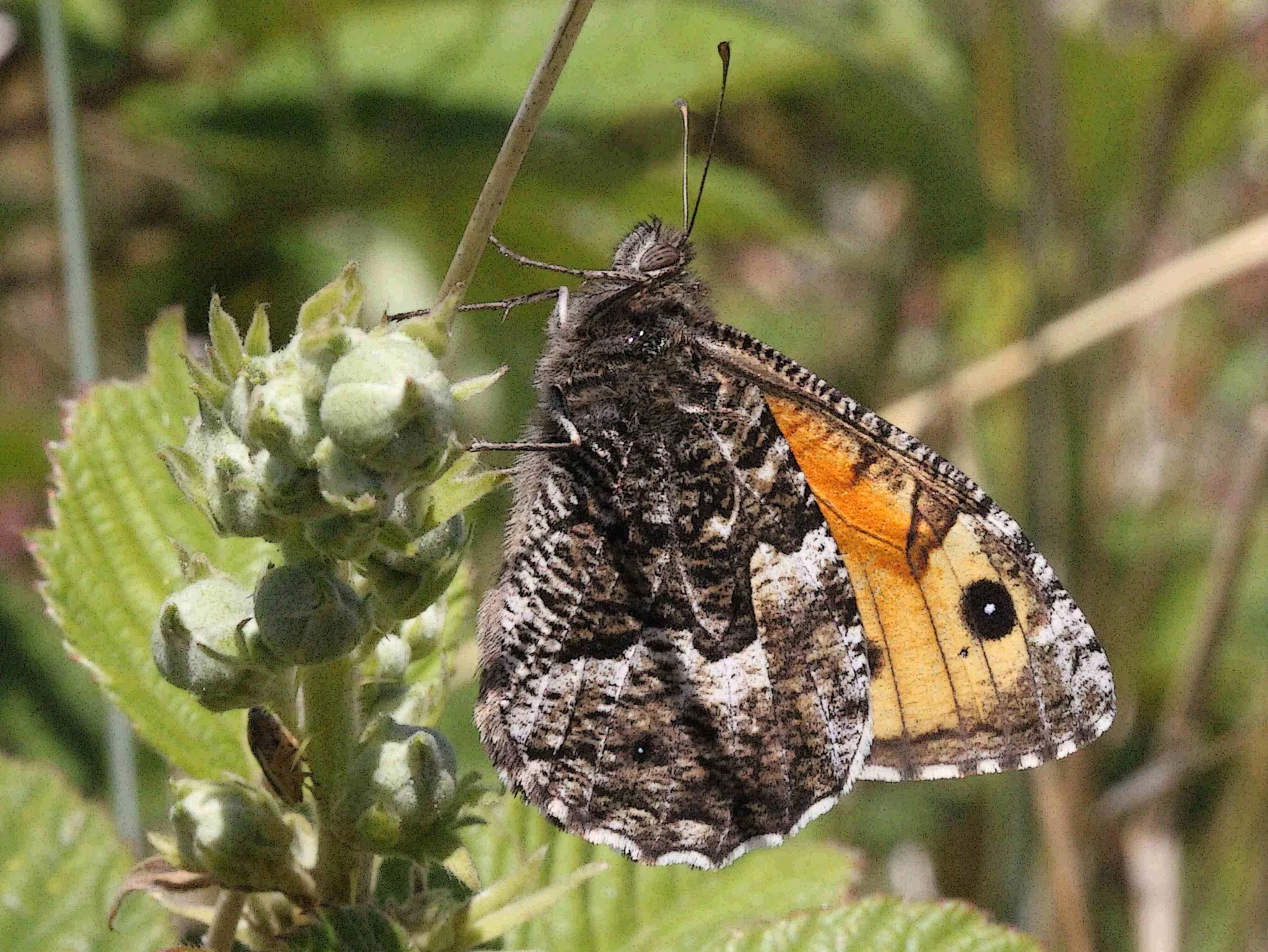 Hietaheinäperhonen