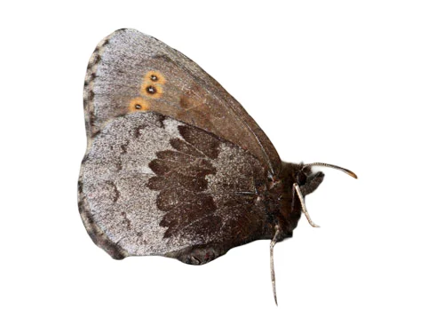 Kairanokiperhonen
