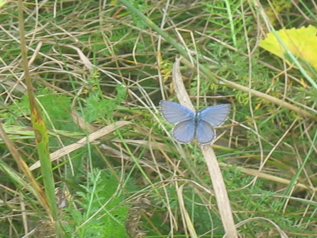 Kannussinisiipi