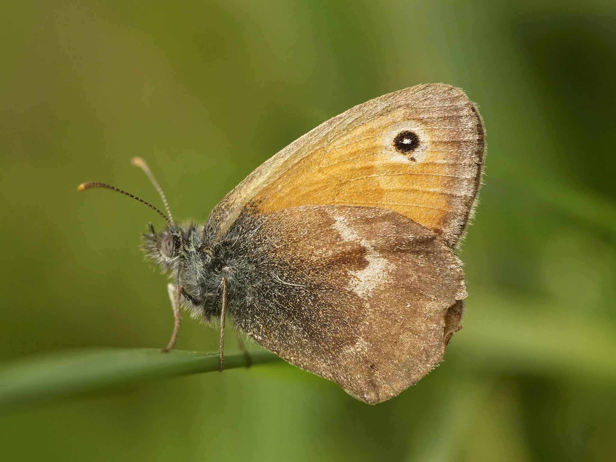 Keltaniittyperhonen