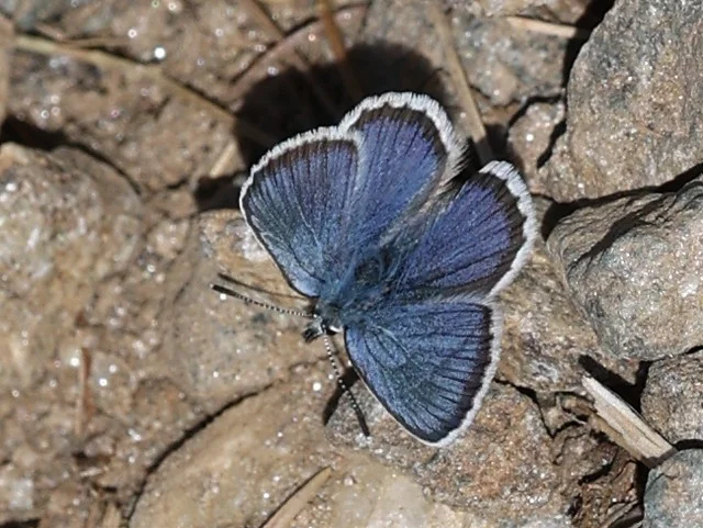 Ketosinisiipi