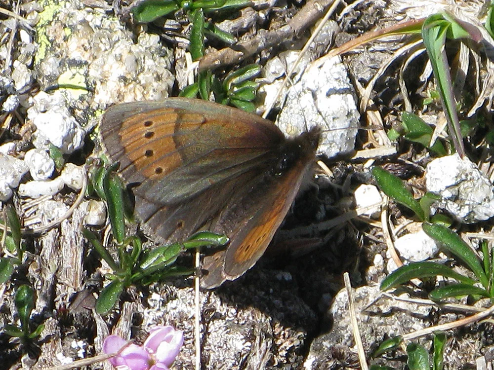 Lapinnokiperhonen