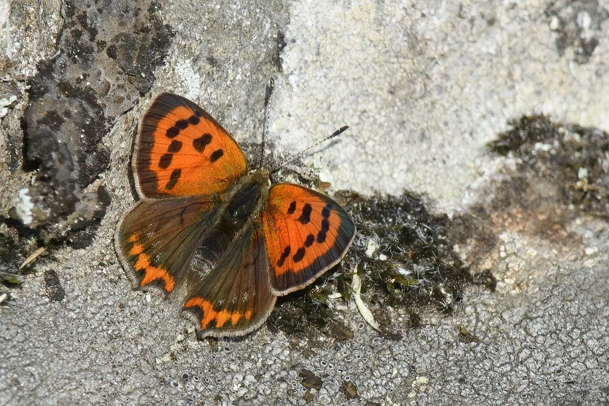 Pikkukultasiipi