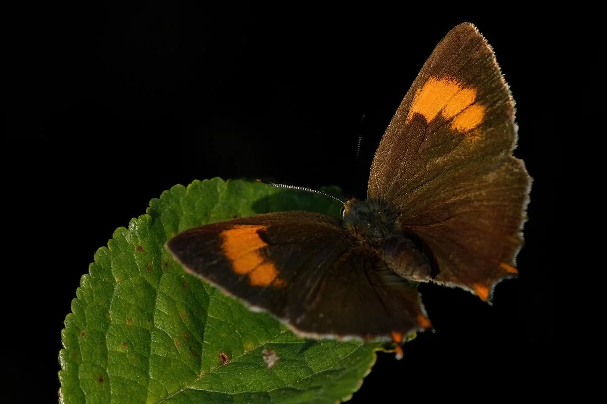 Ruostenopsasiipi