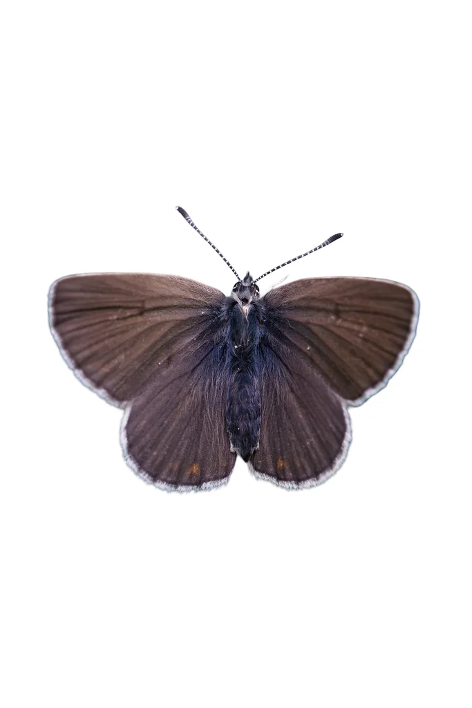 Ruskosinisiipi