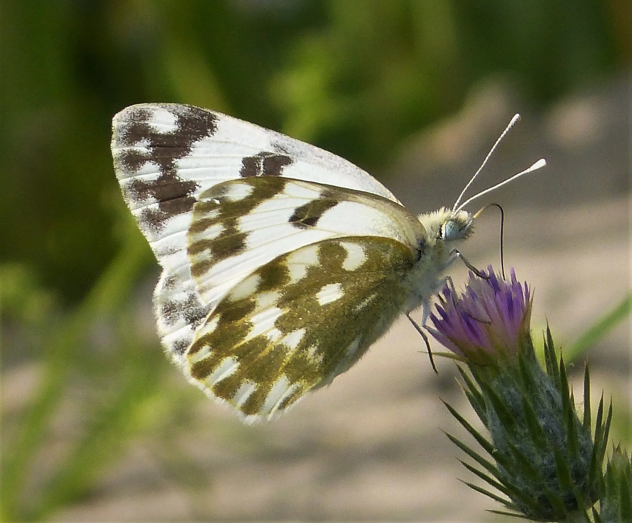 Sinappiperhonen