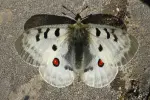 Apollo