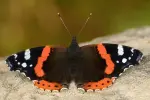 Amiraali