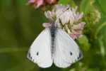 Lanttuperhonen