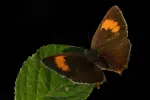 Ruostenopsasiipi