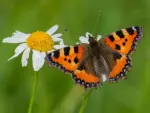 Nokkosperhonen