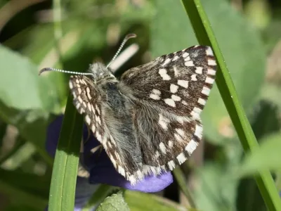 Suokirjosiipi