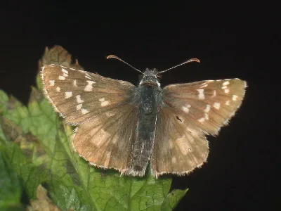 Tummakirjosiipi