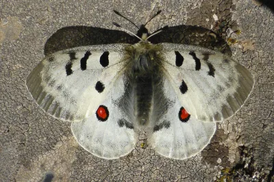 Apollo