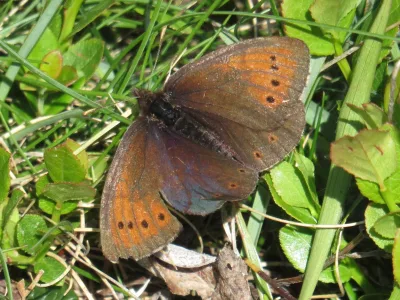 Lapinnokiperhonen