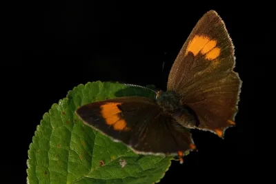 Ruostenopsasiipi