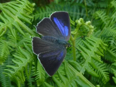 Tamminopsasiipi