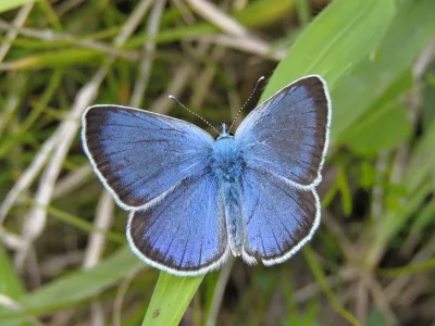 Virnasinisiipi